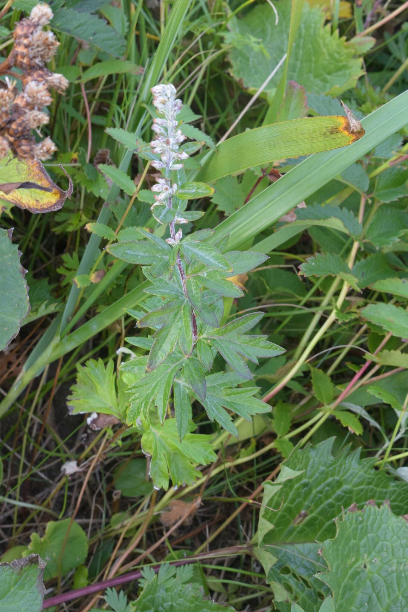 Artemisia montana (Nakai) Pamp. resmi