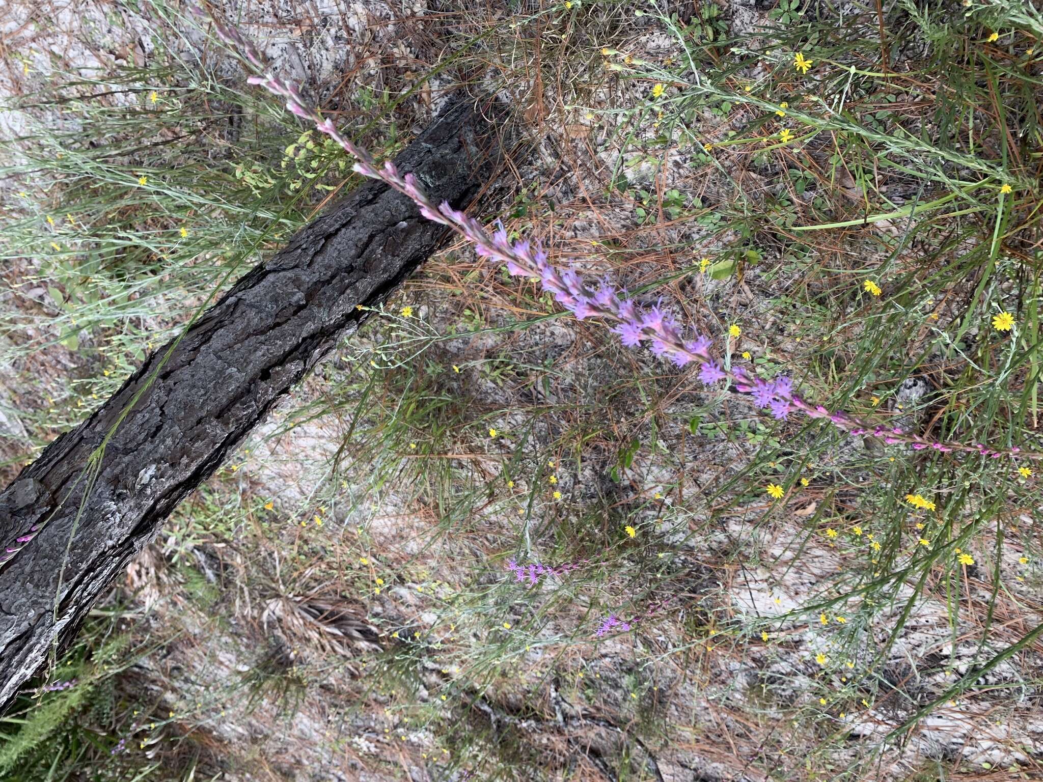 Liatris tenuifolia Nutt. resmi