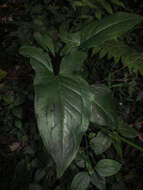 Image of Spathicarpa hastifolia Hook.