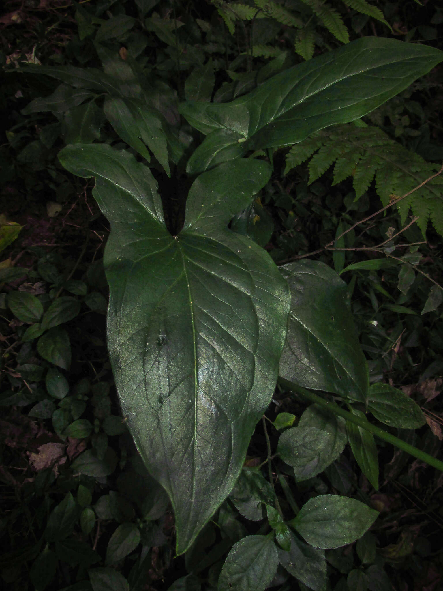 Image of Spathicarpa hastifolia Hook.