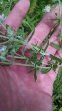 Image of whorled mountainmint