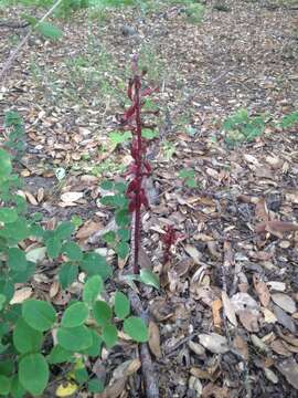 Image of Spotted coralroot