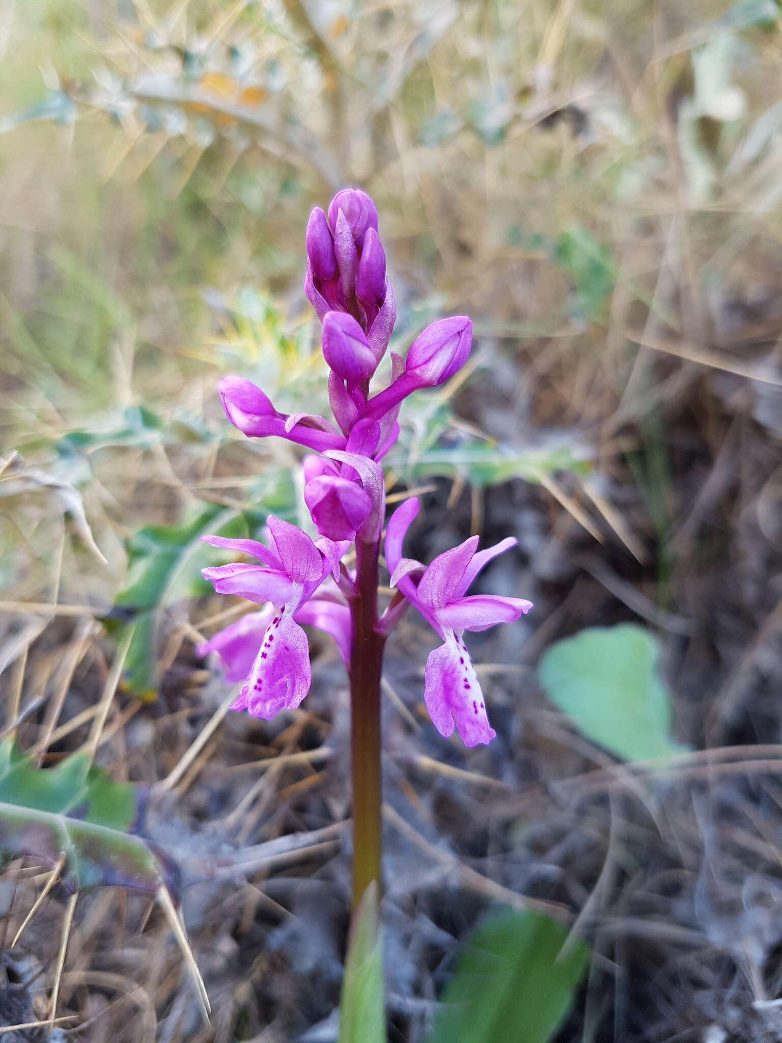 Image de Orchis olbiensis Reut. ex Gren.