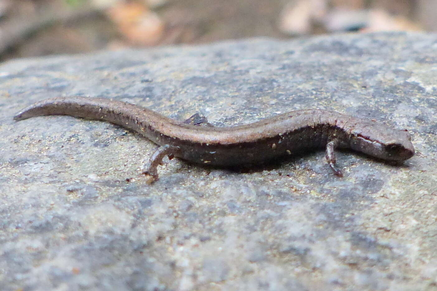 Image of Greenhorn Mountains Slender Salamander