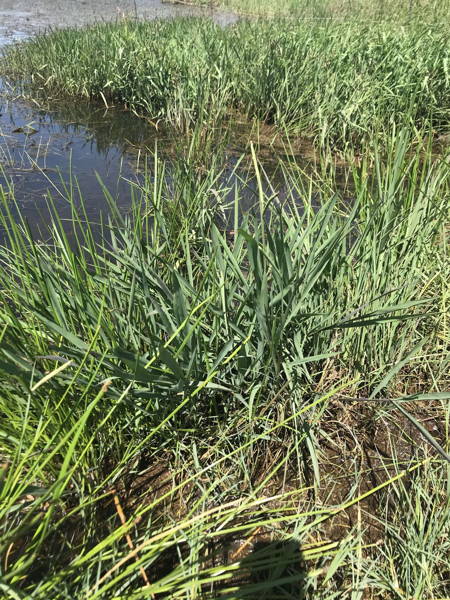 Image of Paspalum scrobiculatum L.