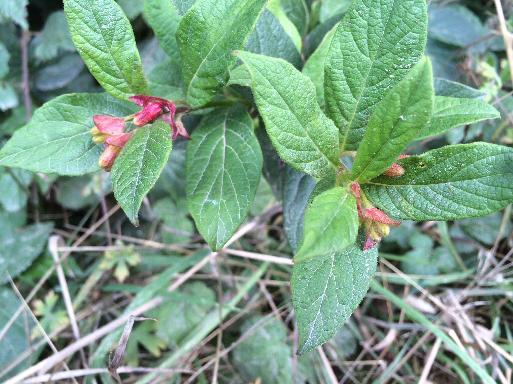 Image of twinberry honeysuckle