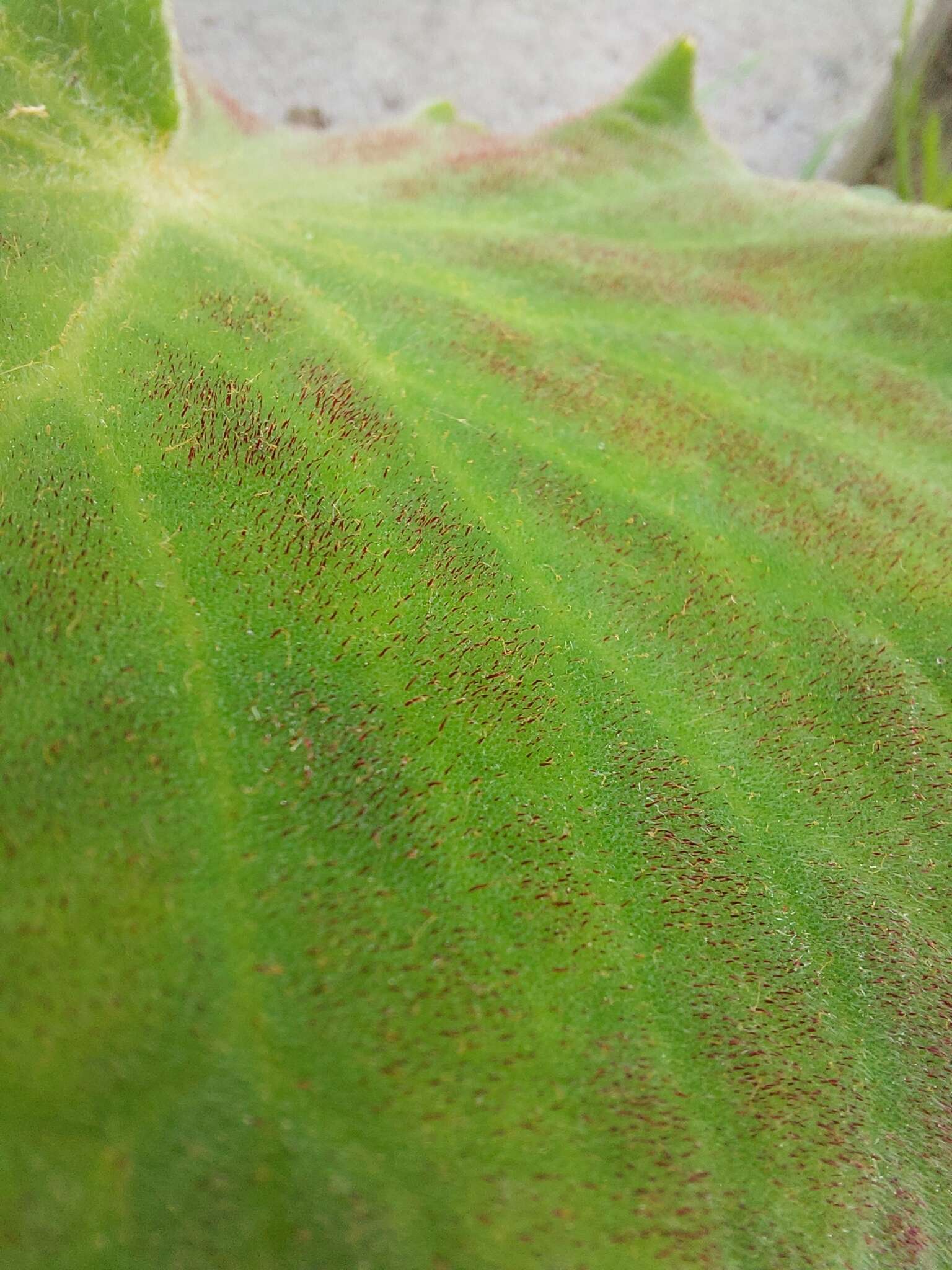 Image of Fröbelbegonia