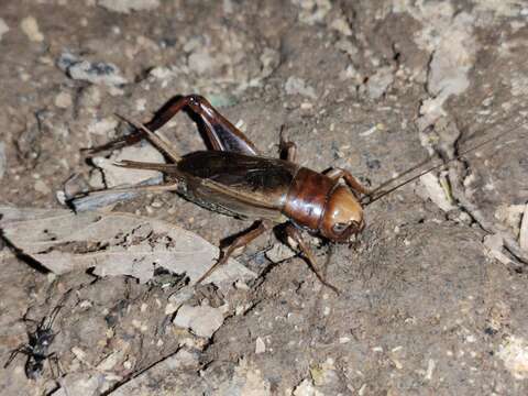 Image of Teleogryllus (Macroteleogryllus) derelictus Gorochov 1985