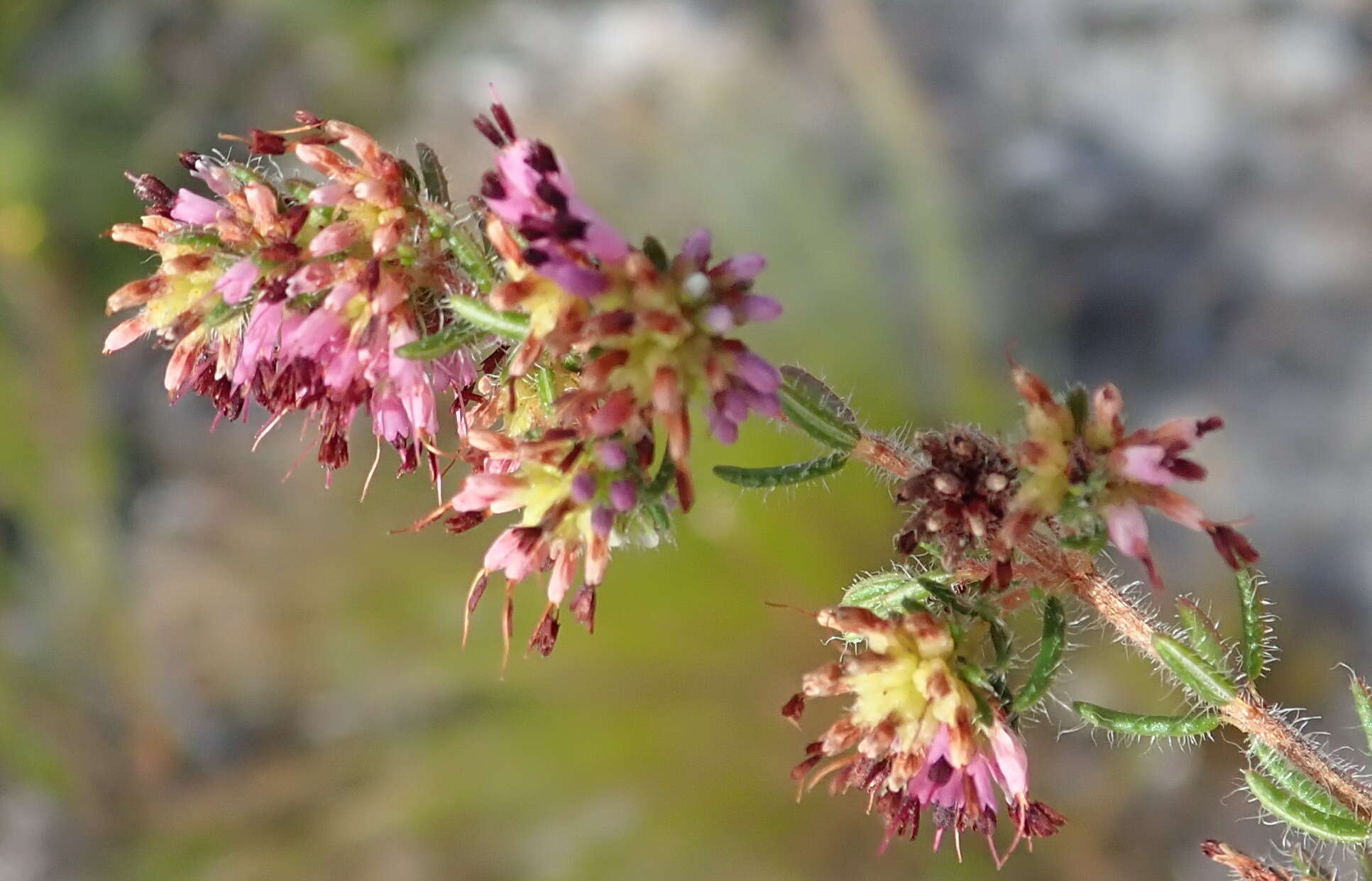 Plancia ëd Erica similis (N. E. Br.) E. G. H. Oliver