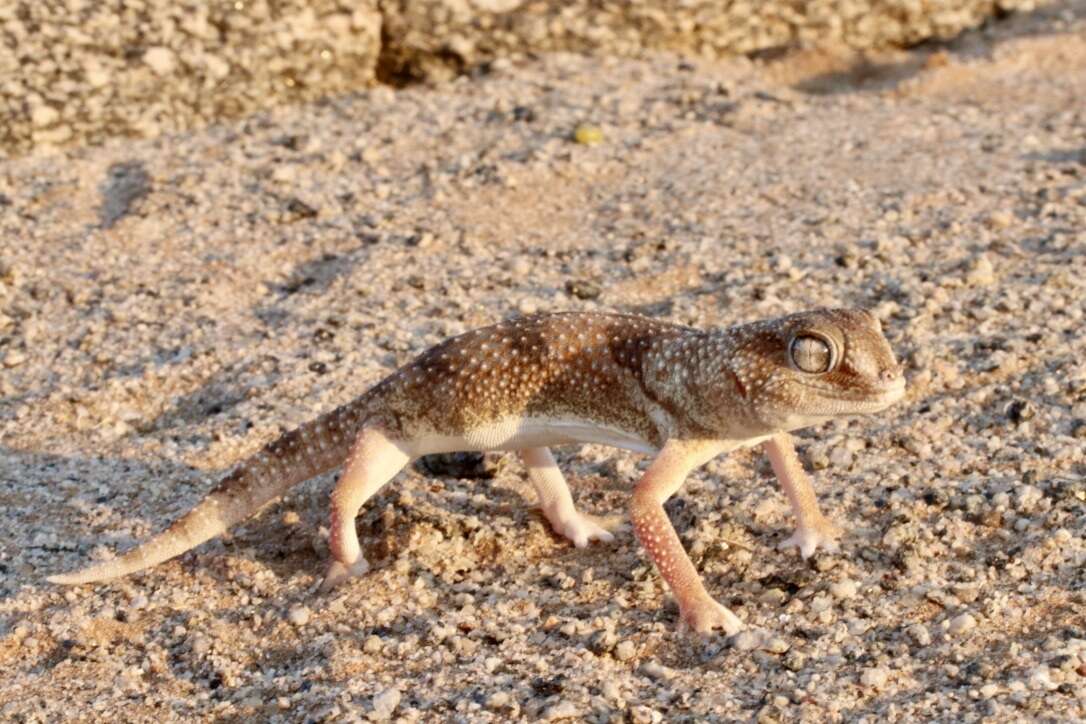 Chondrodactylus angulifer Peters 1870 resmi