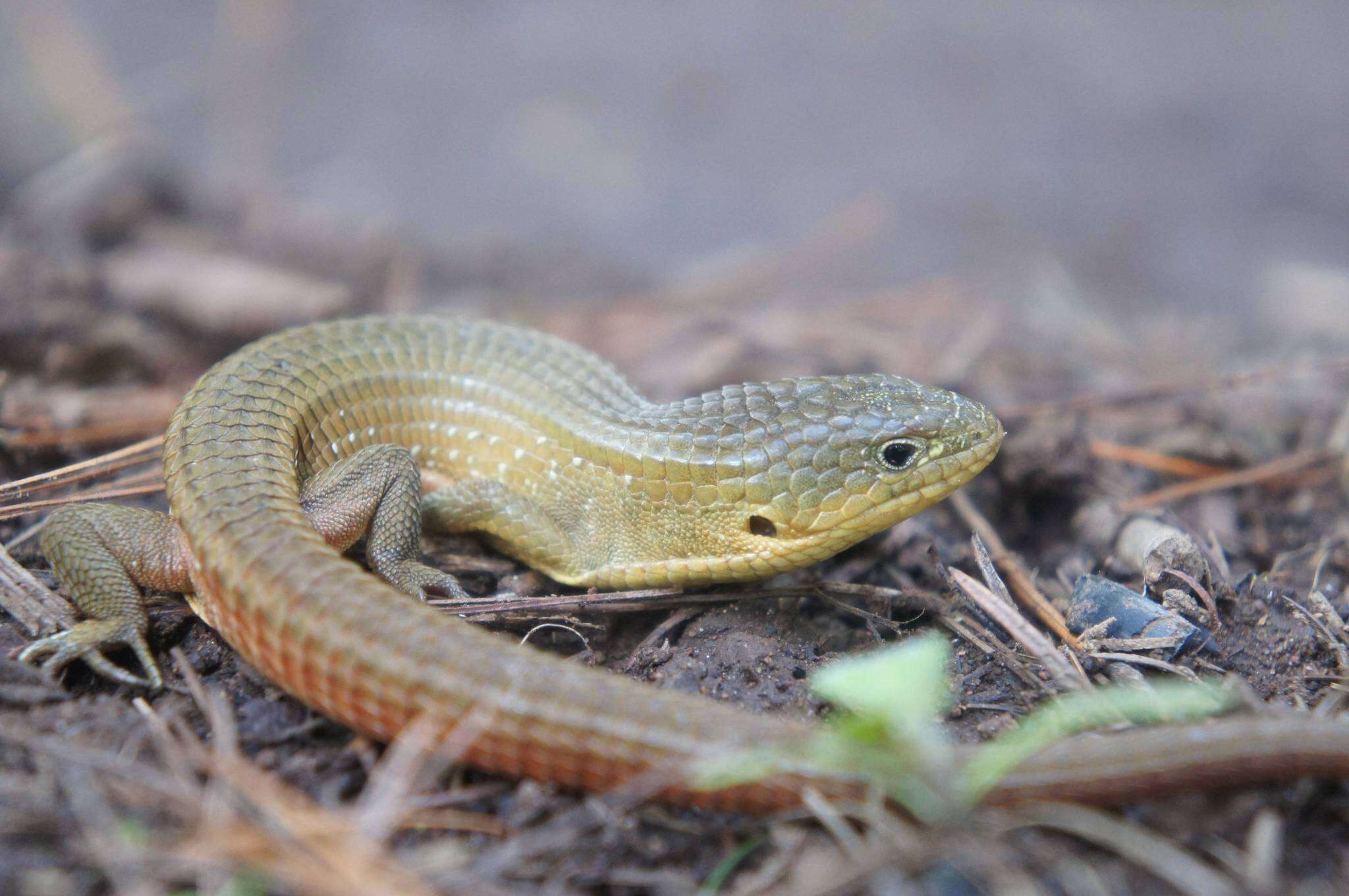 Image of Alligator lizards