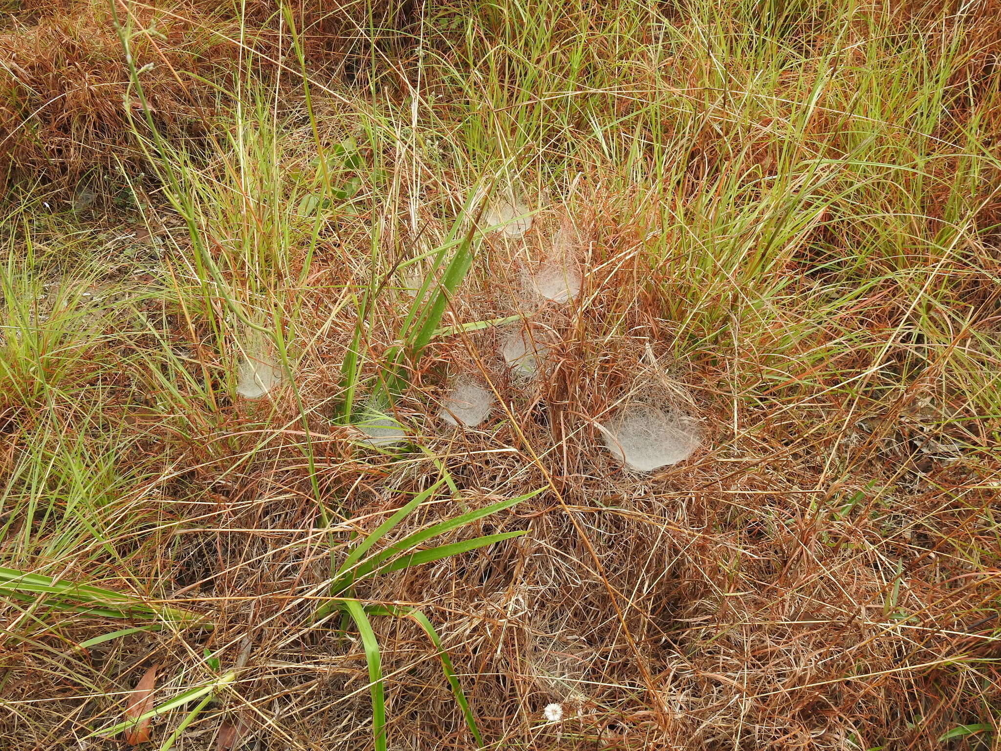 Image of Cyrtobill darwini Framenau & Scharff 2009