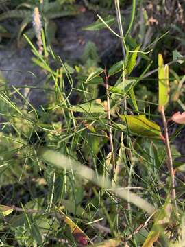 Image of Asparagus divaricatus (Oberm.) Fellingham & N. L. Mey.