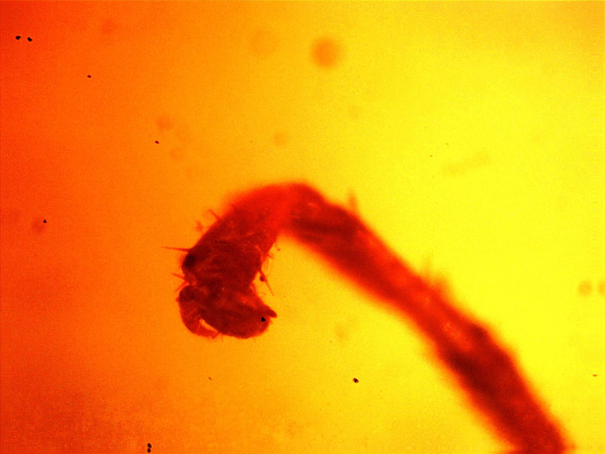 Image of Latiblattella angustifrons Hebard 1920