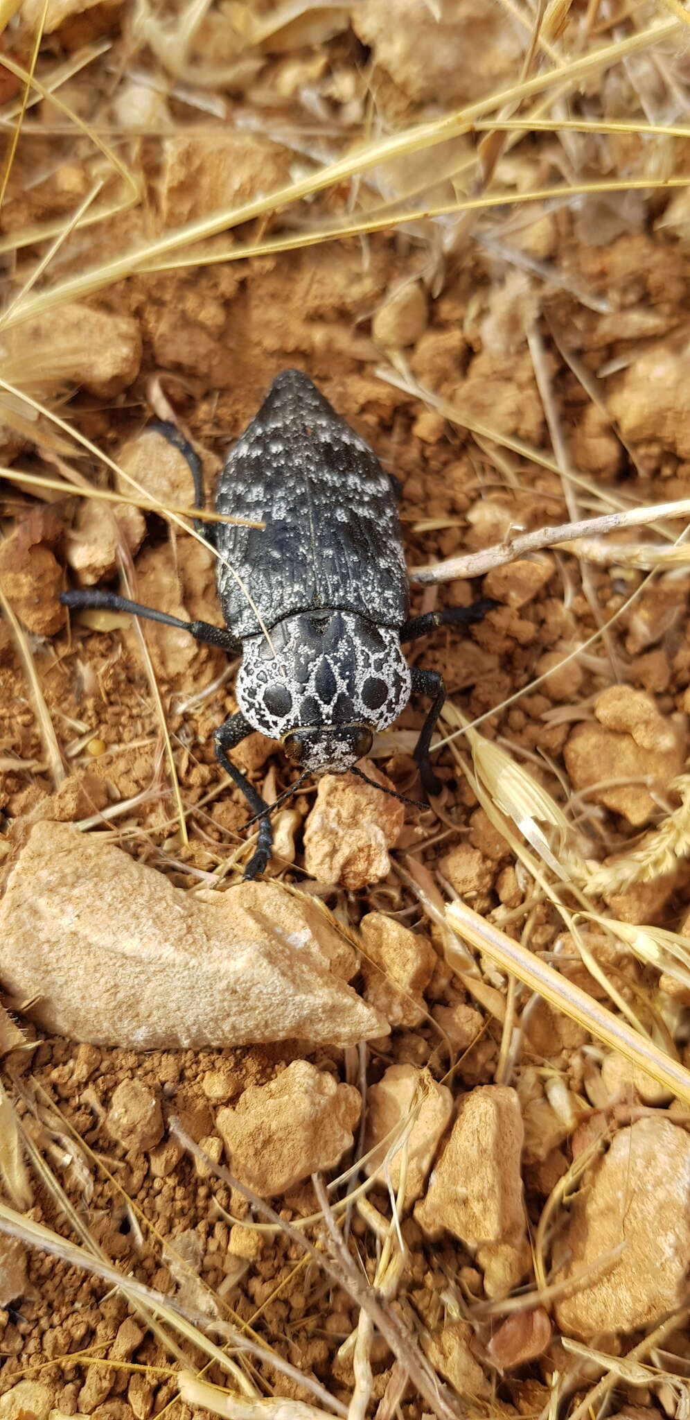 Image of Capnodis cariosa (Pallas 1776)