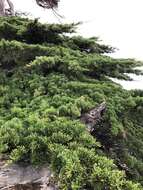 Image of Gowen cypress