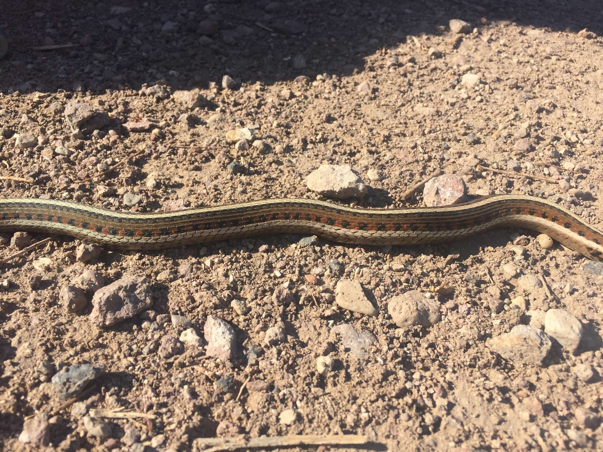 Image of Thamnophis sirtalis dorsalis (Baird & Girard 1853)