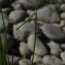 Image of Colpodium altaicum Trin.