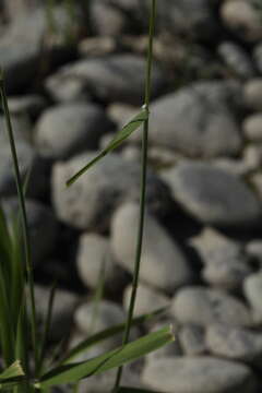 Image of Colpodium altaicum Trin.