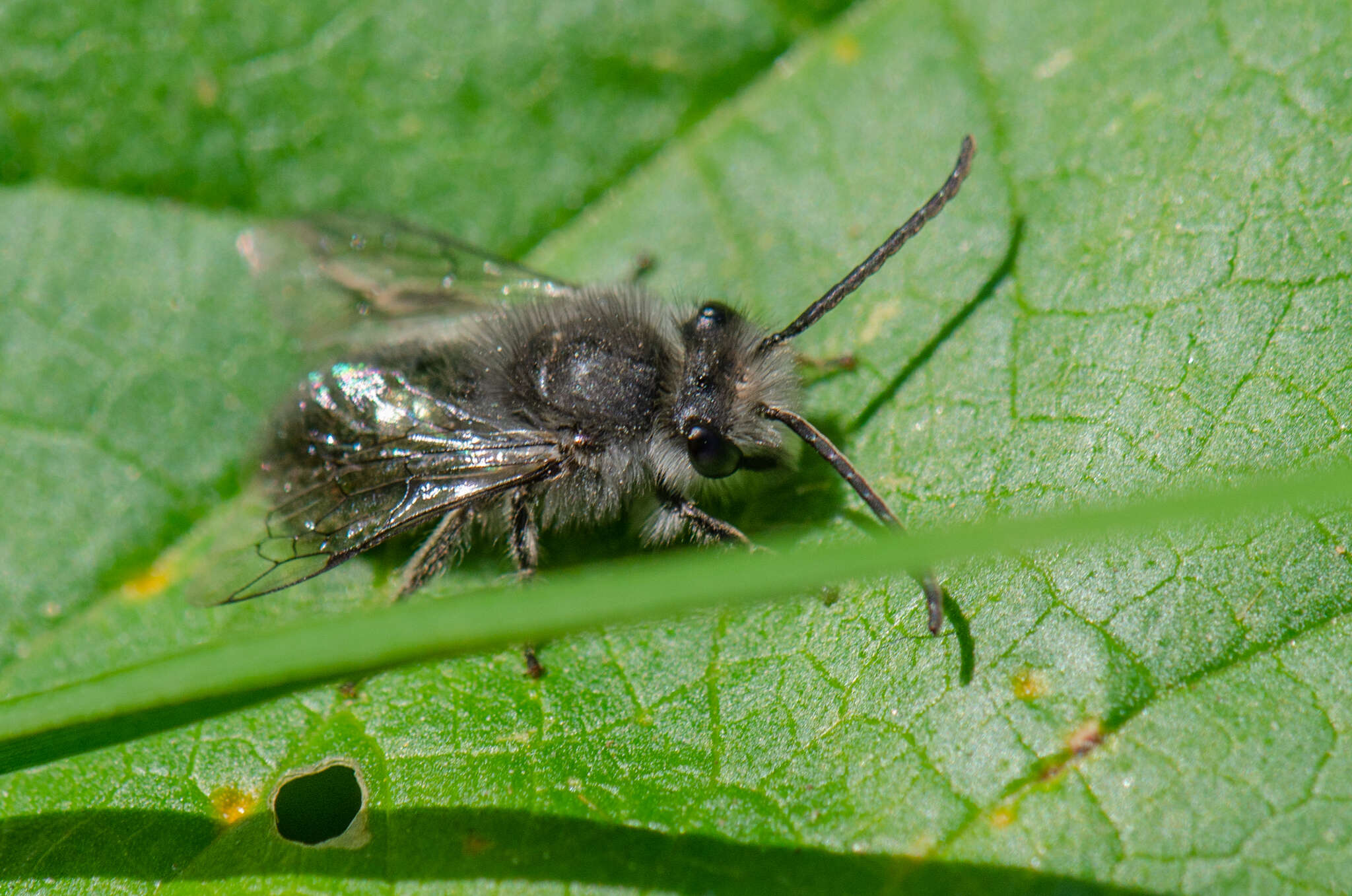 Image of Colletes cyanescens (Haliday 1836)