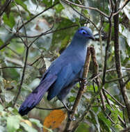 Image of Blue Coua