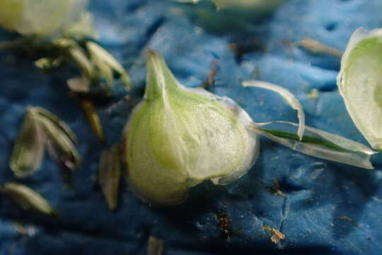 Image de Carex reniformis (L. H. Bailey) Small