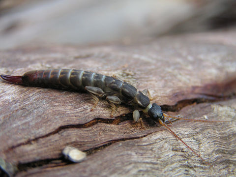 Image of Labidura