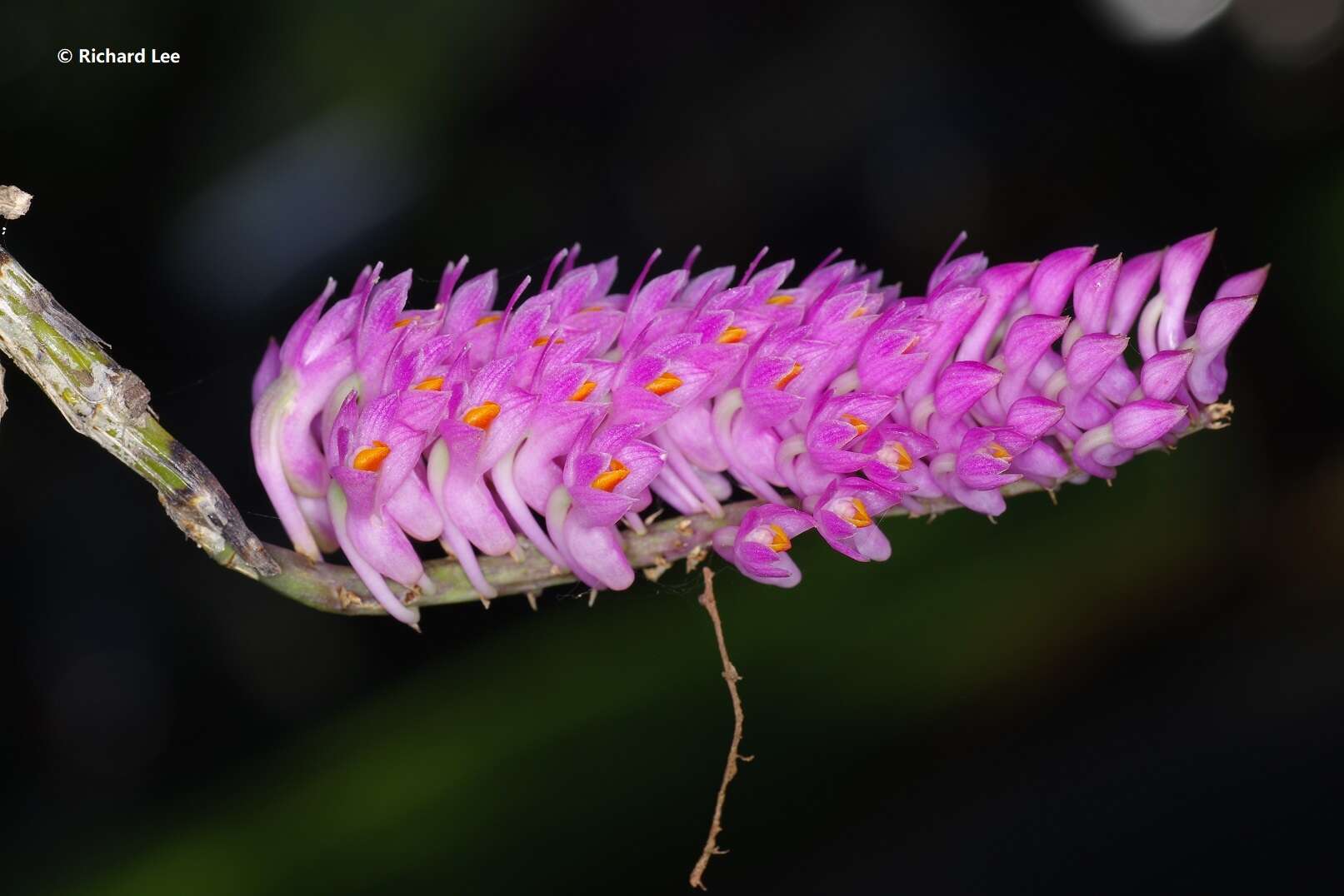 Sivun Dendrobium secundum (Blume) Lindl. ex Wall. kuva