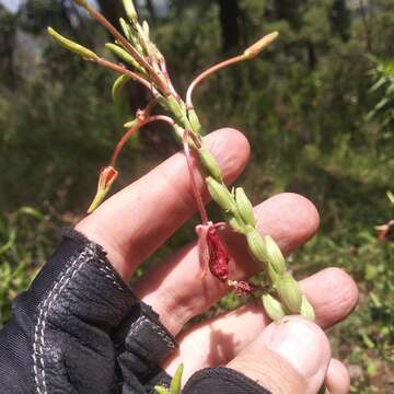 Image de Oenothera anomala Curt.