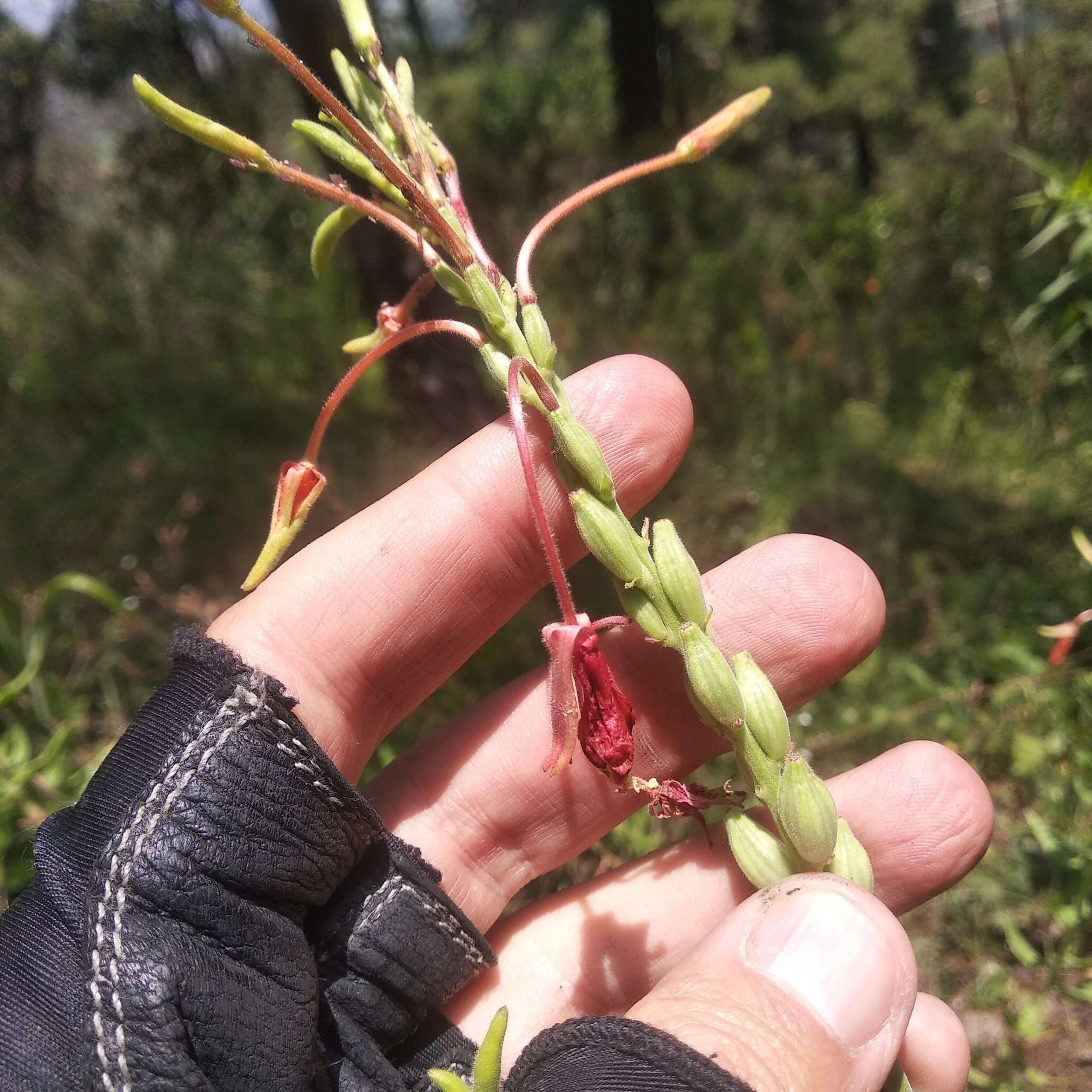 Imagem de Oenothera anomala Curt.