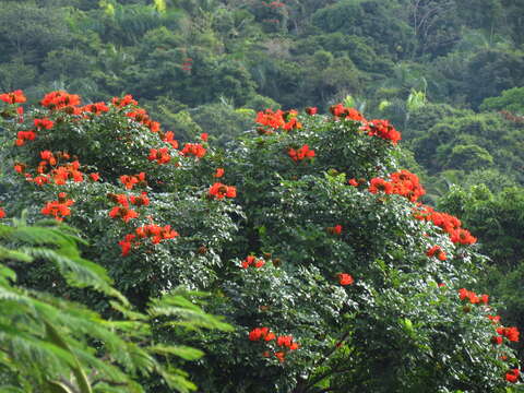 Image of African tulip tree