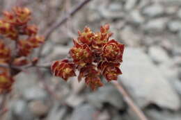 Image of Myrica gale subsp. tomentosa (C. DC.) E. Murray