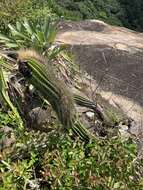 Imagem de Coleocephalocereus fluminensis (Miq.) Backeb.