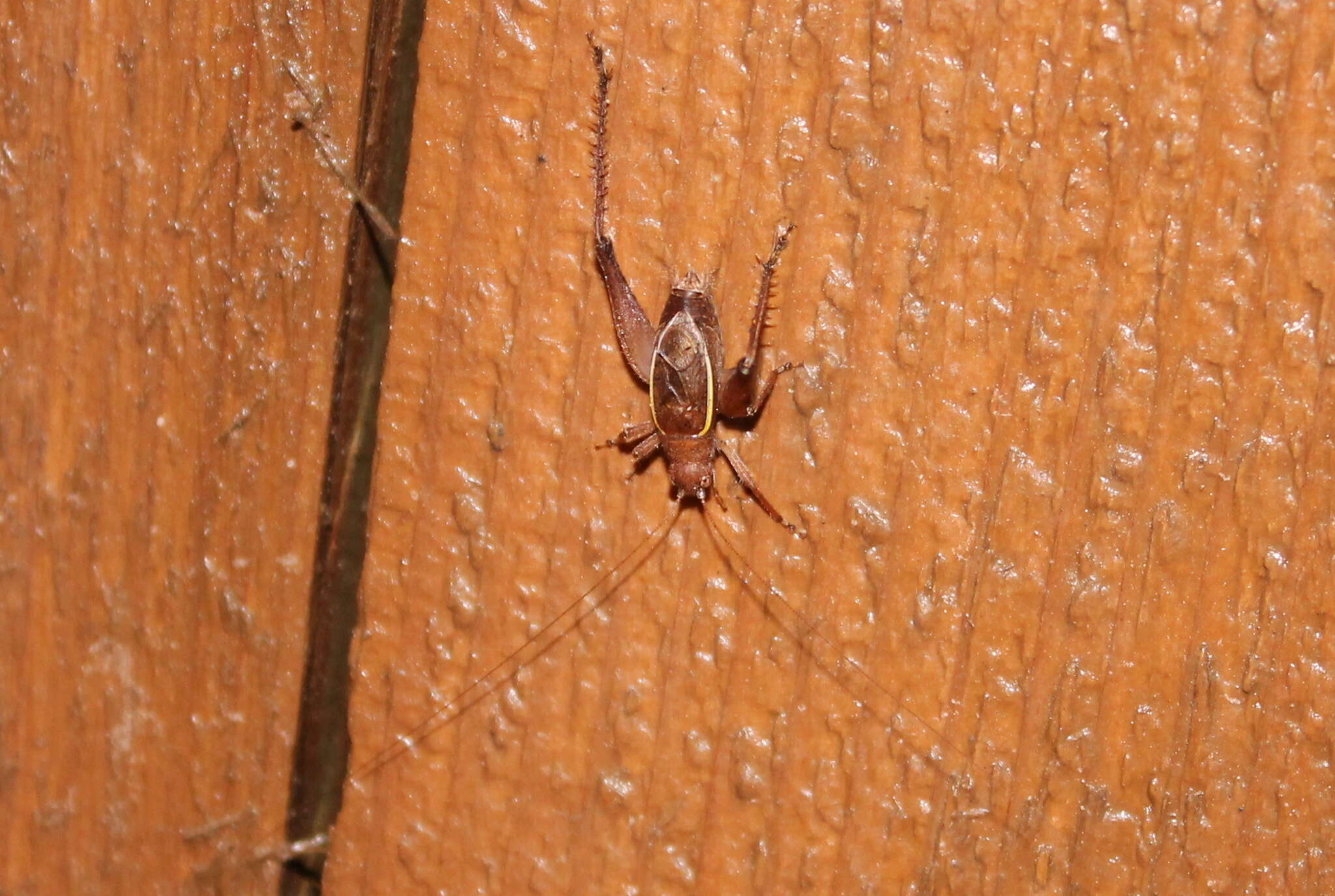 Image of Restless Bush Cricket