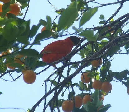 Image of Orange Dove