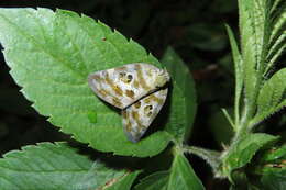 Image of Ricania quadrimaculata Kato 1933