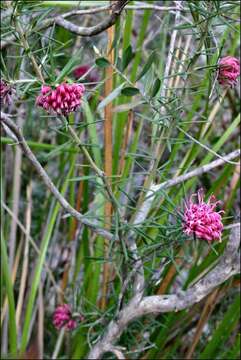 Image of Grevillea confertifolia F. Müll.