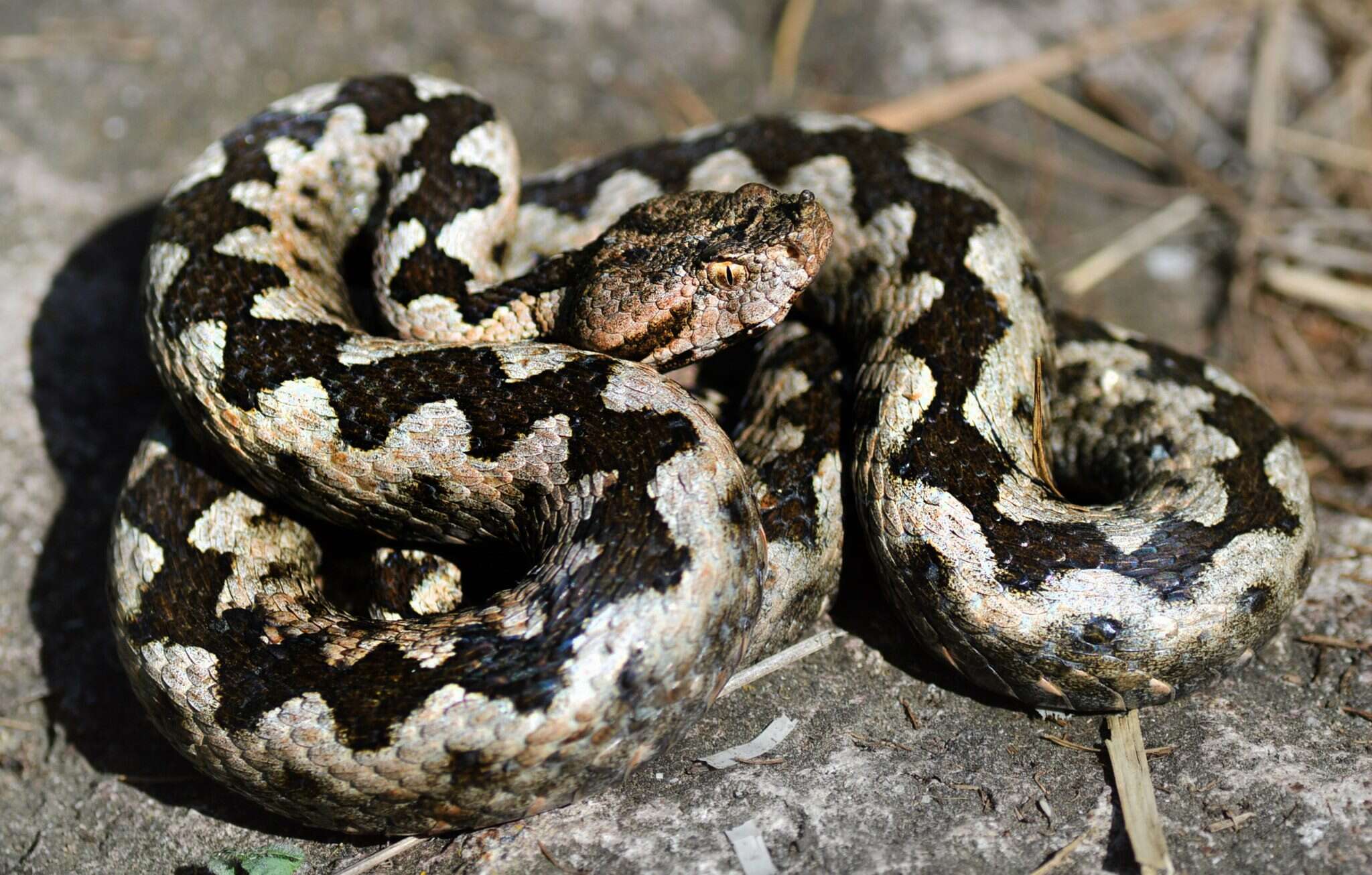 Sivun Vipera ammodytes ammodytes (Linnaeus 1758) kuva