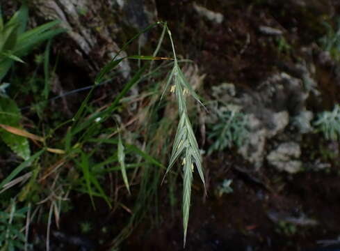 Imagem de Brachypodium kawakamii Hayata