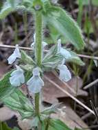 Image of Sideritis romana subsp. romana