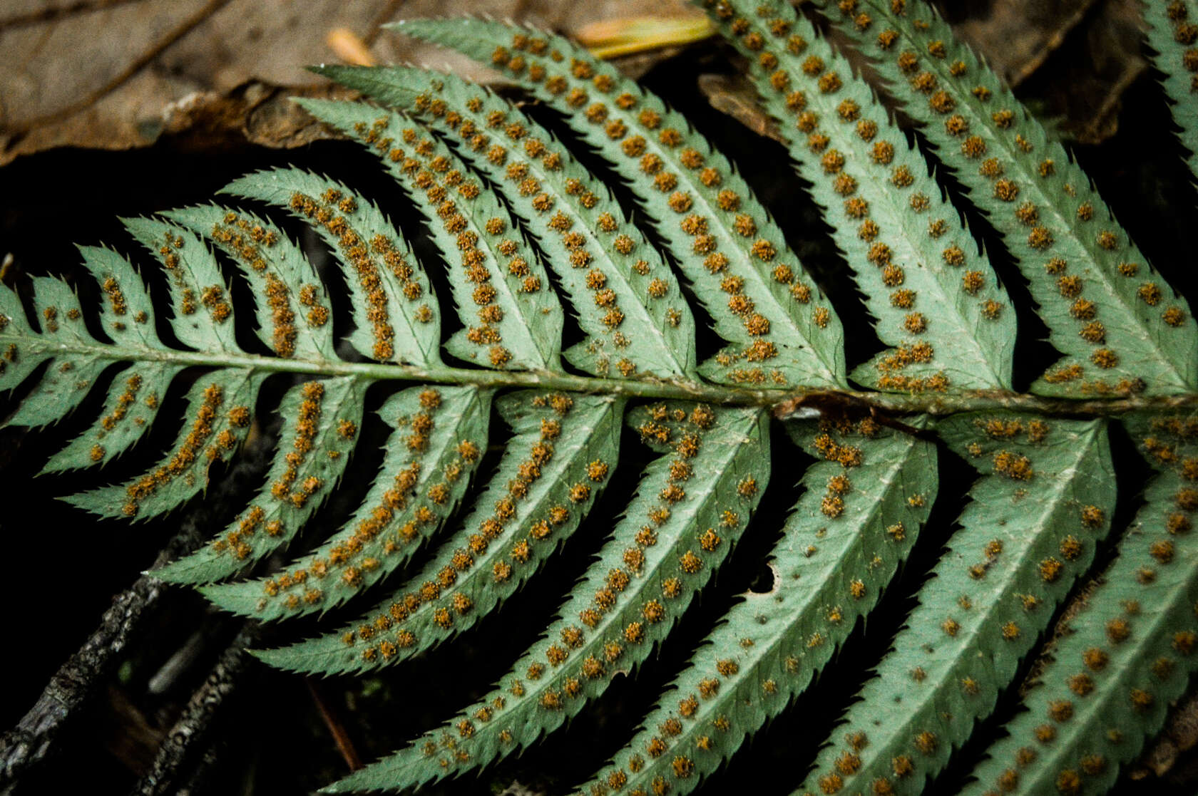 Image of western swordfern