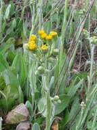 Image of woolly ragwort