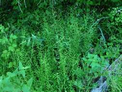 Image of Woodland Flax