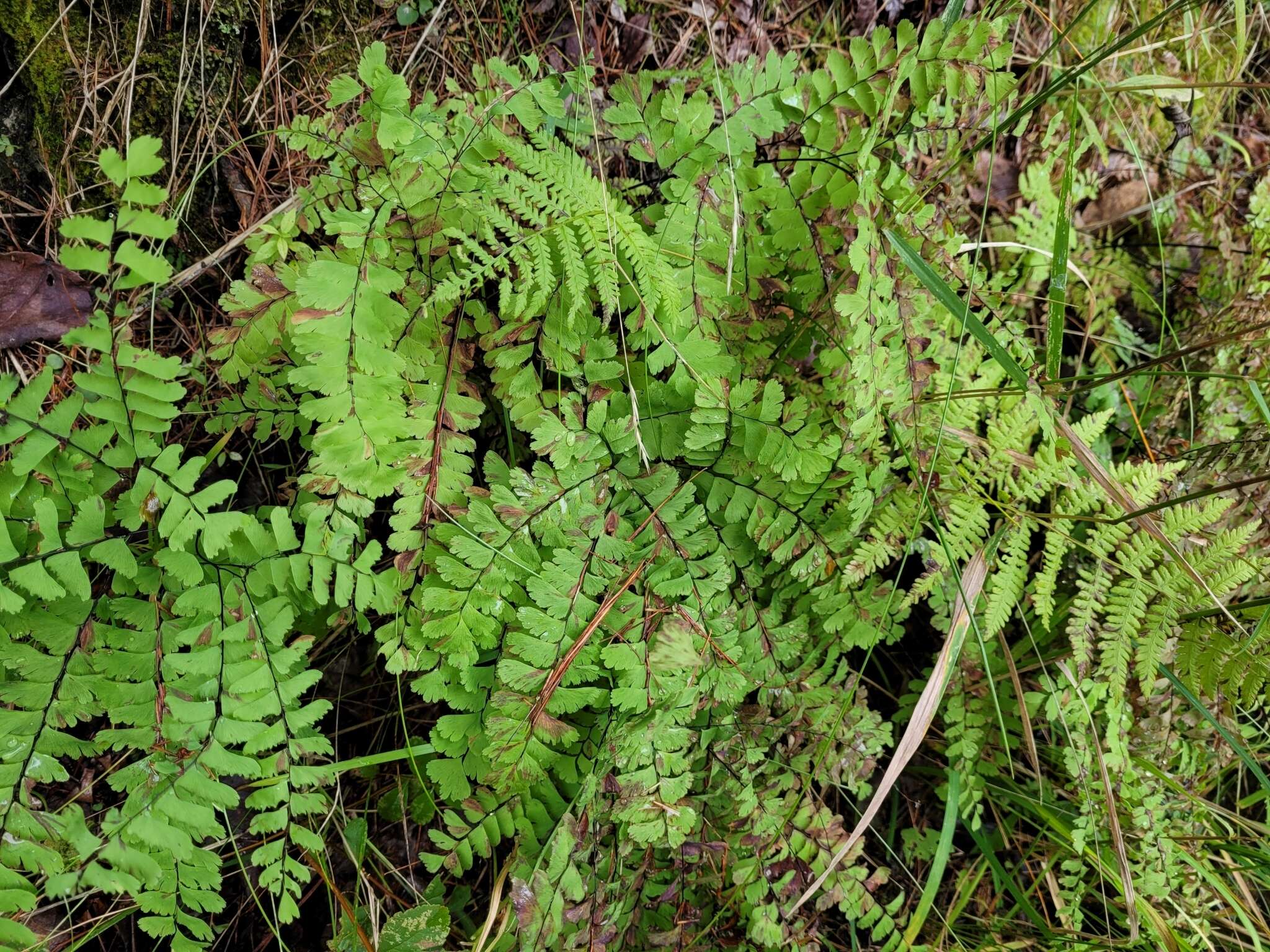 Imagem de Adiantum viridimontanum Paris