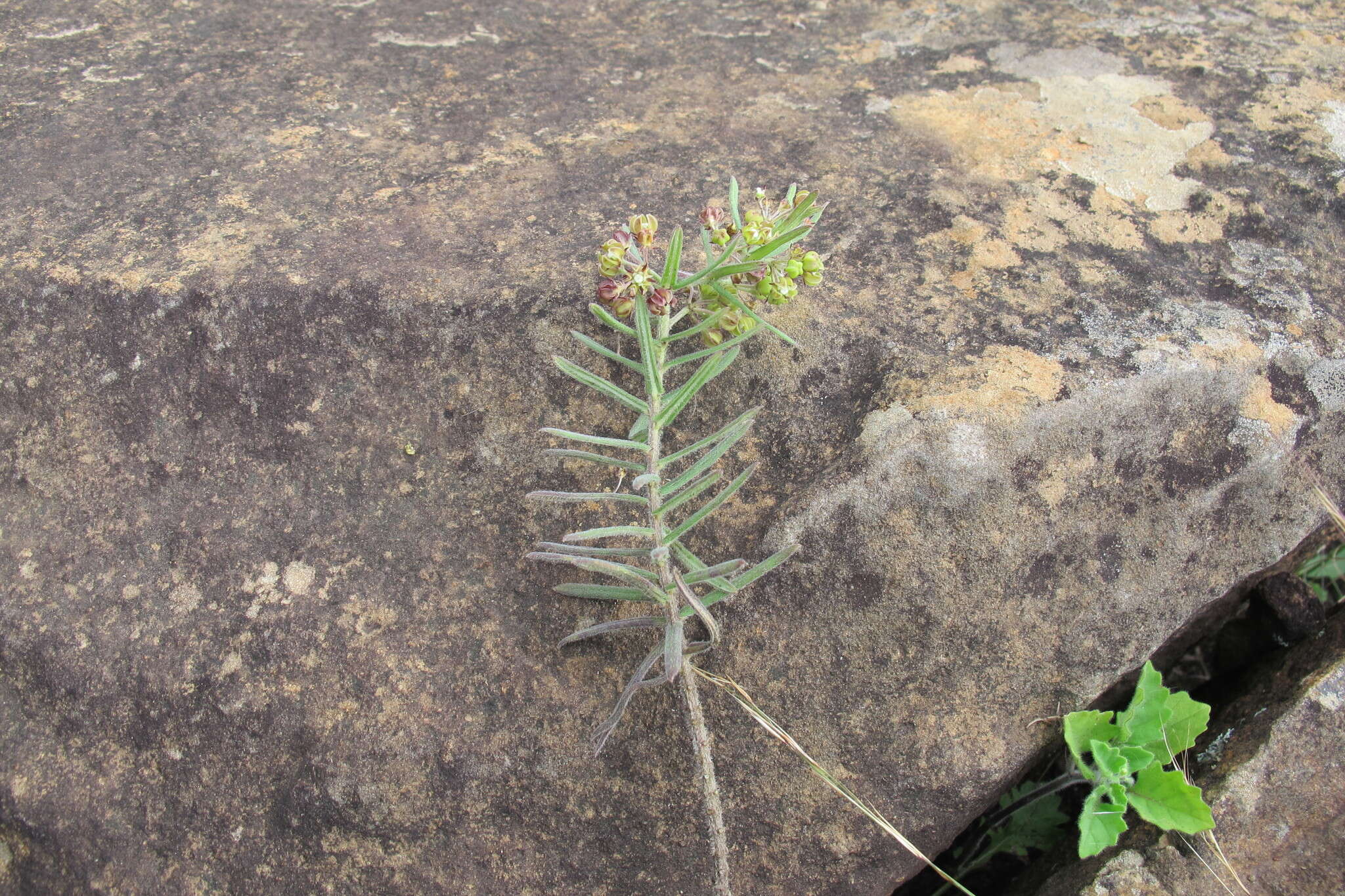 Schizoglossum bidens subsp. bidens的圖片