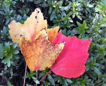 Image of <i>Acer pycnanthum</i> C. Koch
