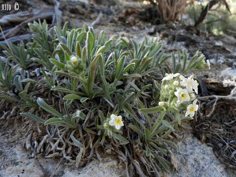 Plancia ëd Oreocarya flavoculata A. Nels.