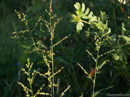 Image of Arizona signalgrass