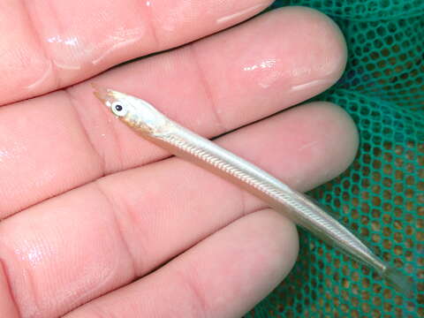 Image of Lesser Sand-eel