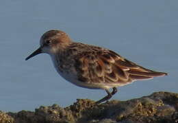 Image of Little Stint